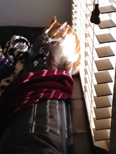 Cat unaffected by snow