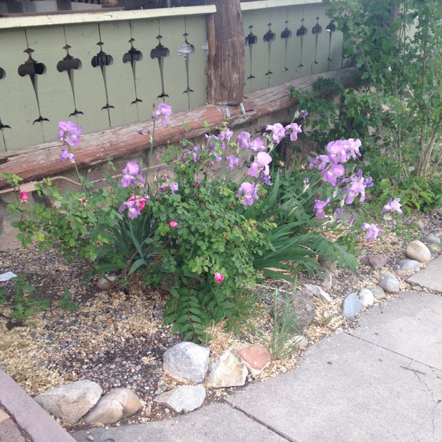 Purple blooms outside the Albuquerque Press Club the night I went to see Purple Rain.