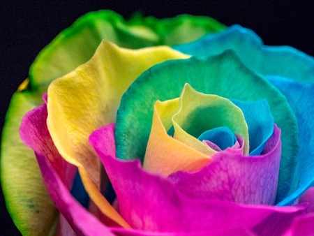 rainbow_rose1