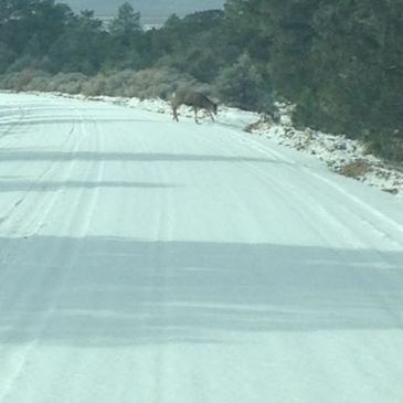 Deer crossing the road that leads to the D.H. Lawrence Ranch in Taos County, San Cristobal