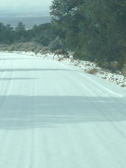 Deer crossing the road that leads to the D.H. Lawrence Ranch in Taos County, San Cristobal